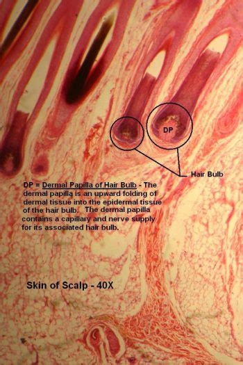 Skin of Scalp – Tutorial – Histology Atlas for Anatomy and Physiology