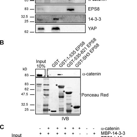 Eps Modulation Of Yap Phosphorylation And Transcriptional Activity Is