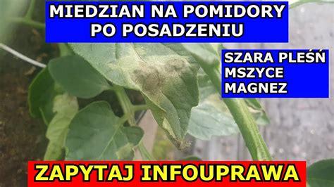 Miedzian na Pomidory Oprysk Wiosną po Posadzeniu Szara Pleśń Oprysk