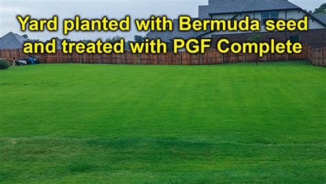 Bermuda Lawn Seed Bermuda Lawn Guide