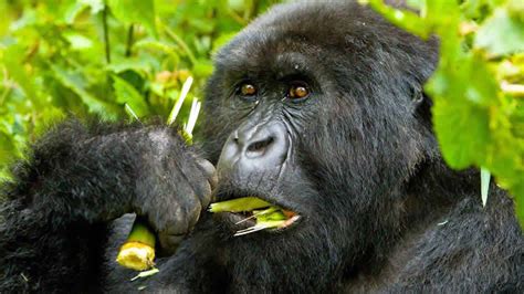 3 Days Gorilla Trekking in DR Congo - Congo Gorillas - Visit Congo ...