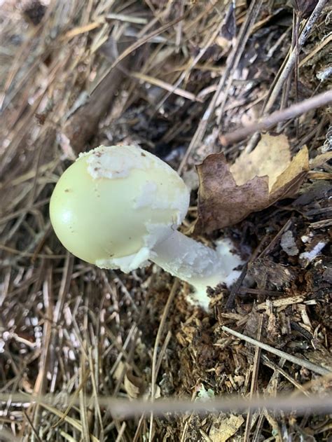 Is this Amanita Phalloides? : r/mycology