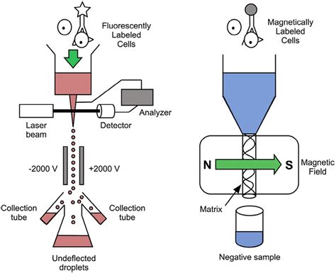 Fluorescence-activated cells (FACS) [Left] and magnetic activated cell ...