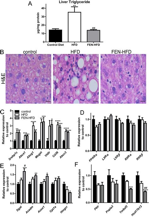 Fenretinide Inhibits Hepatic Triglyceride Accumulation And Development