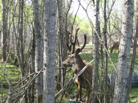 objek wisata terbaik  matagami tripadvisor