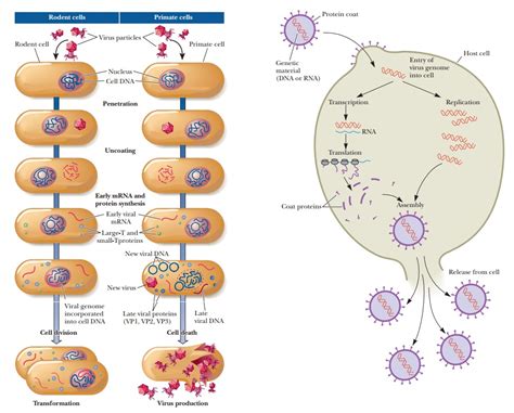 The Viral Life Cycle Biology Libretexts 51 Off