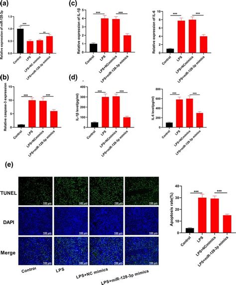 Mir P Reduced Acute Lung Injury Induced By Sepsis Via Targeting Pel