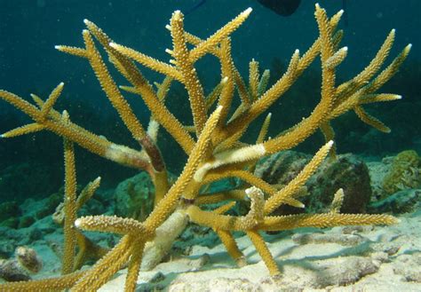 Staghorn Coral Information and Picture | Sea Animals