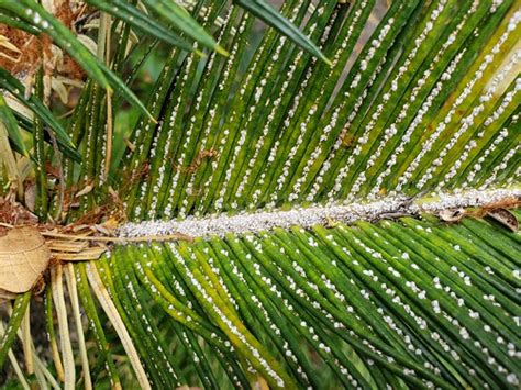 Cycad Scale On Sago Palm Leaf Pest Aulacaspis Yasumatsui Flickr