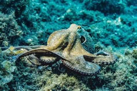 octopus camouflage uncovered  science   smart skin
