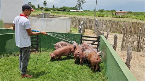 Suínos Pietrain e Pietrain Duroc Disponíveis Suinocultura JD