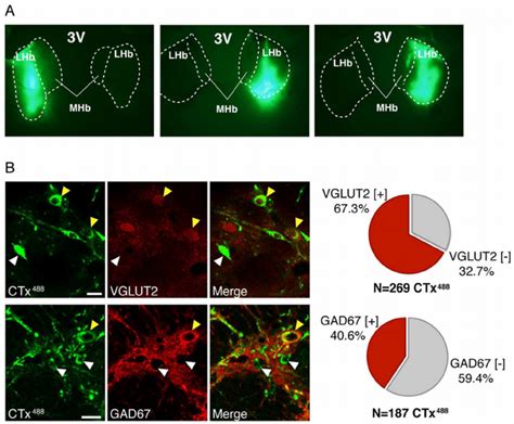 The Majority Of Lhb Projecting Ep Neurons Are Glutamatergic A