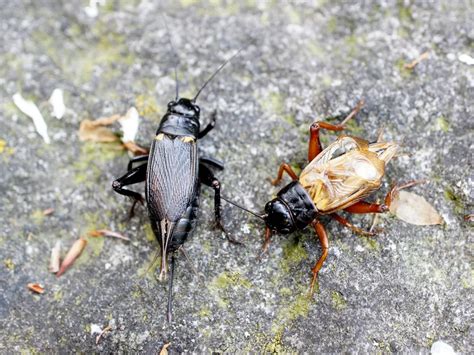 Noise Pollution Interrupts Crickets Sex Lives Smithsonian