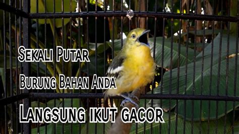 Masteran Pancingan Burung Sirtu Cipoh Terampuh DiJamin Langsung Nyaut