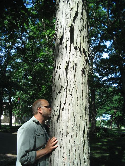 Shagbark Hickory Wood Value