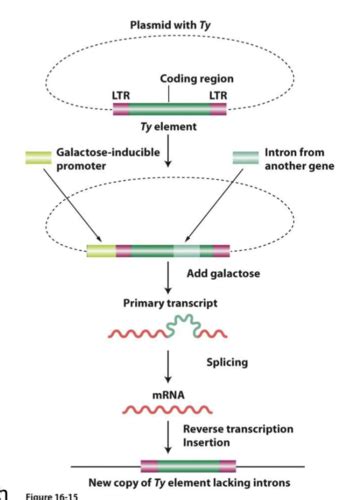BLG400 - Transposable Elements pt 2 / DEFITIONS Flashcards | Quizlet 
