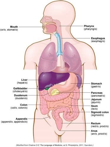 Appendix I Professor S Powerpoint Flashcards Quizlet