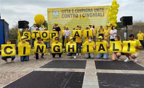 Cinghiali Assediano Citt E Campagne Branchi Nellanno Della