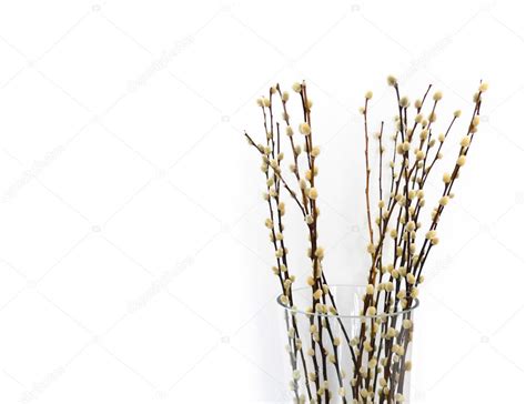 Pussy Willows Stock Photo By Msavoia 2329242