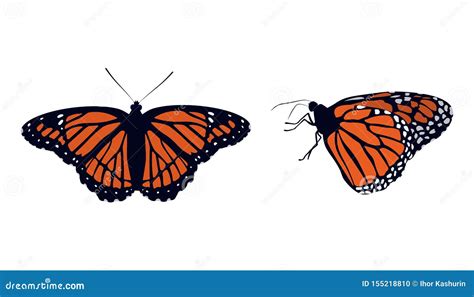 Collection Bright Orange Monarch Butterflies Stock Illustration - Illustration of drawing, macro ...