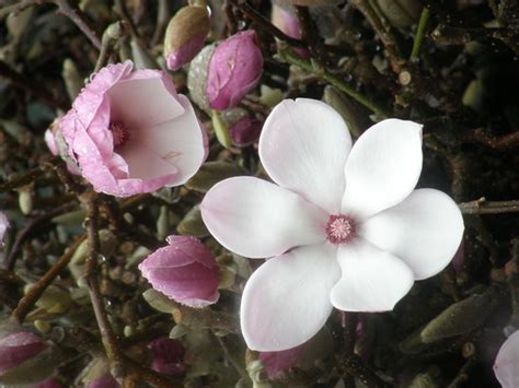 Pussy Willow Branches Oregon Coastal Flowers