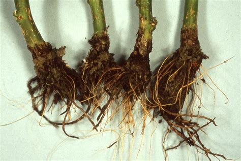 Poinsettia Black Root Rot Berkeleyomyces Basicola Greenhouse