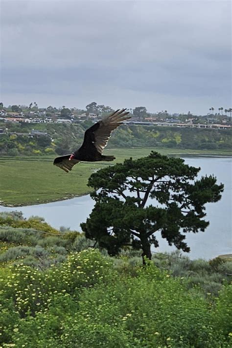 Love watching these guys play in the updrafts. : r/birdsofprey
