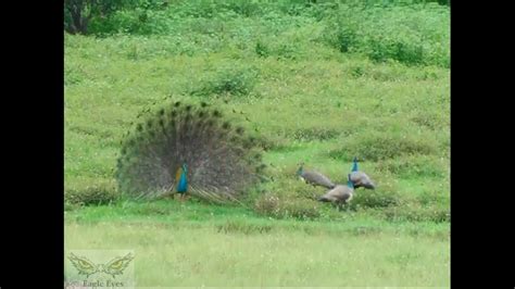 ️ ️beautiful Sight Of A Peacock Dancing In Rain🌧️ ️ ️ Youtube