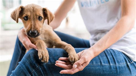 Dog fostering scheme supporting domestic abuse victims sees demand
