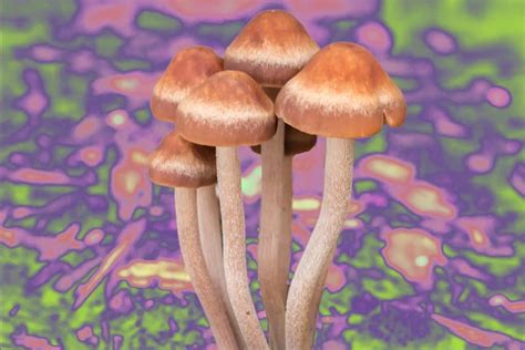 Panaeolus Cinctulus Identification Effects More Doubleblind Mag