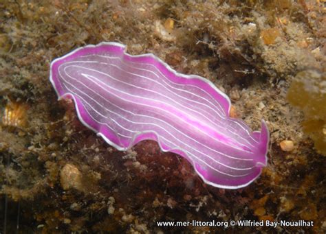 Photographie De Prostheceraeus Roseus Pink Flatworm