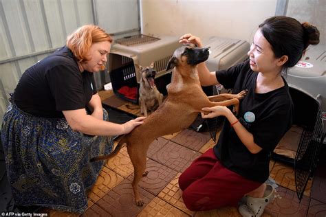 Cambodian Dog Traders Strangle And Stab Thousands Every Day But Say