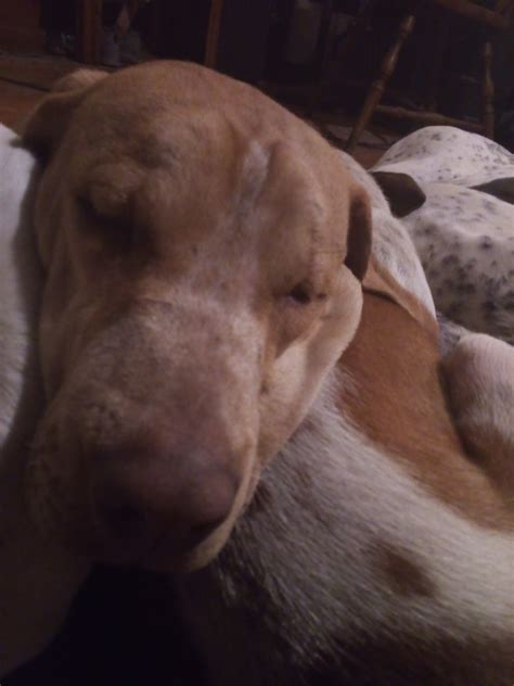 Dogs and puppies for rehoming and adoption near me | Facebook