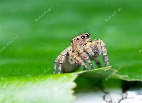 Pictures: jumping spider | Cute jumping spider — Stock Photo © Spnithi ...