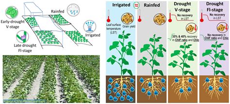 Soybean Plant Growth Stages