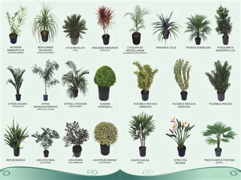 Todos Os Tipos De Plantas E Seus Nomes - FDPLEARN