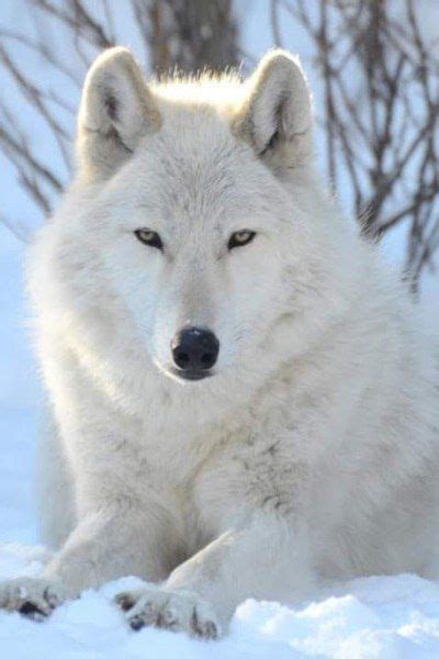 Stop Killing Wolves Wolf Dog Arctic Wolf Wolf Love