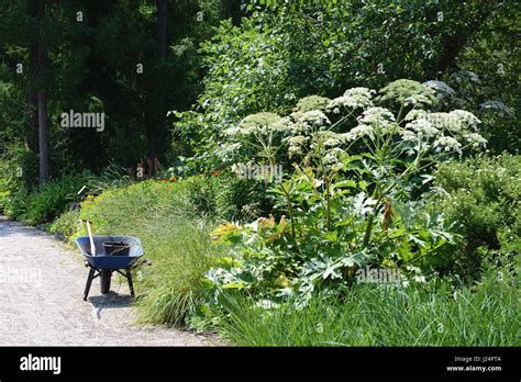 Giant Hogweed Heracleum Mantegazzianum And Wheelbarrow In A Garden