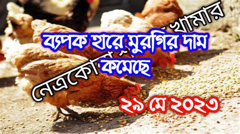 ২৯ মে 🐓 কমে গেল মুরগির দাম 🐔 আজকের মুরগির ও ডিমের পাইকারি দাম কত জেনে