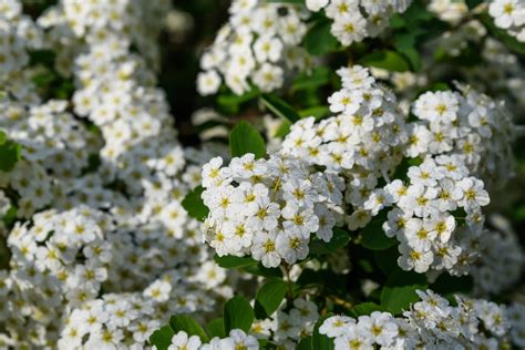 Spiraea Nipponica 'Snowmound' - Plants To Your Door