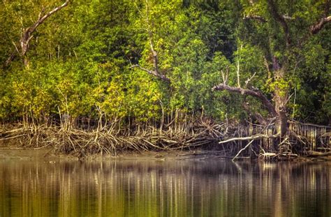 How to Visit Sundarbans National Park