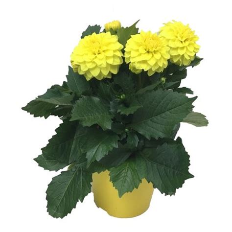 Dahlia Dahlinova Hypnotica Yellow Plant Wholesale Floraccess