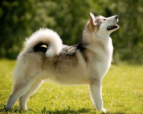 Западносибирская лайка (West Siberian Laika) - это очень активная и ...