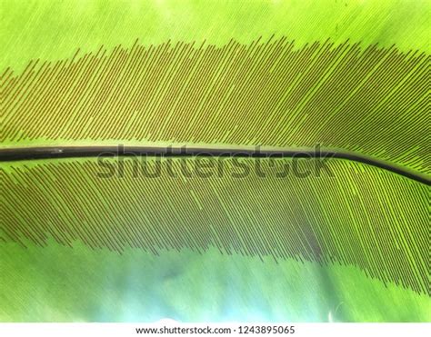 Fern Leafthe Asplenium Nidus Leaf Backgroundshow Stock Photo 1243895065