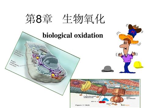 第8章生物氧化word文档在线阅读与下载无忧文档