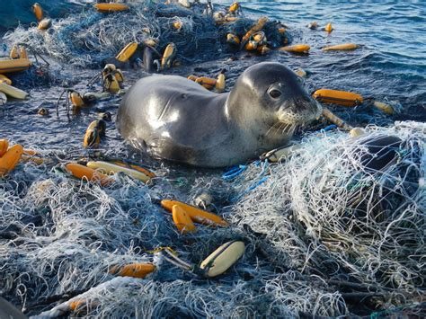 The Big Blue Blog: The Plight of the Hawaiian Monk Seal » Marine