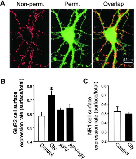 Activation Of Synaptic Nmda Receptors Induces Membrane Insertion Of New