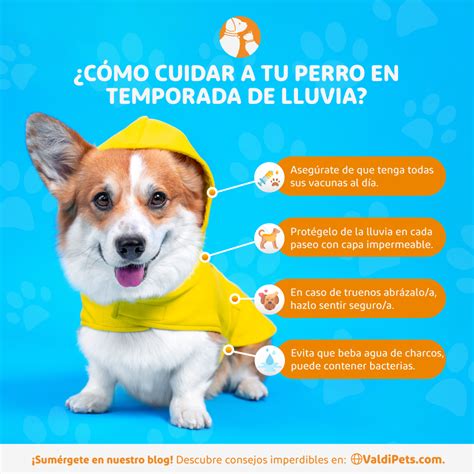 Cómo cuidar a tu perro a durante la temporada de lluvias ValdiPets