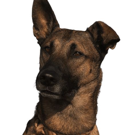 German Malinois: Character & Ownership - Dog Breed Pictures - dogbible