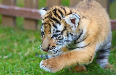 Siberian Tiger Kitten